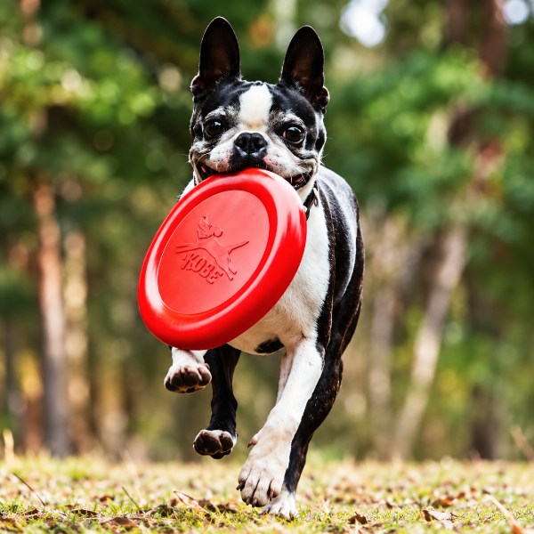 Bacon-Scented Frisbee for Dogs - Flying Disc